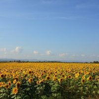 168 - Sunflower Field